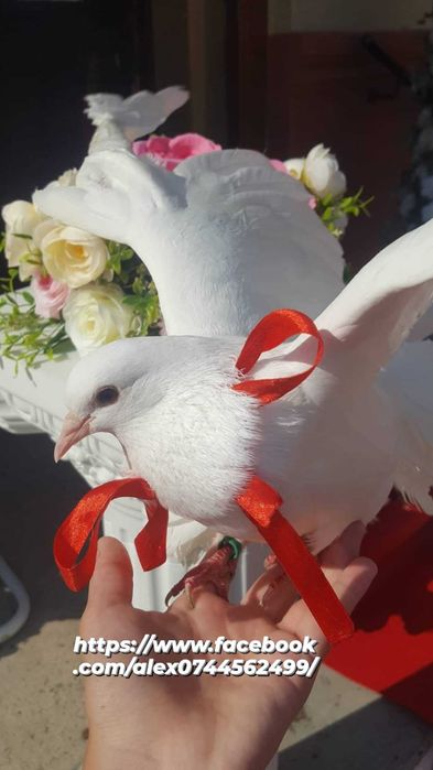 Porumbei albi și stâlpi florali în Iași