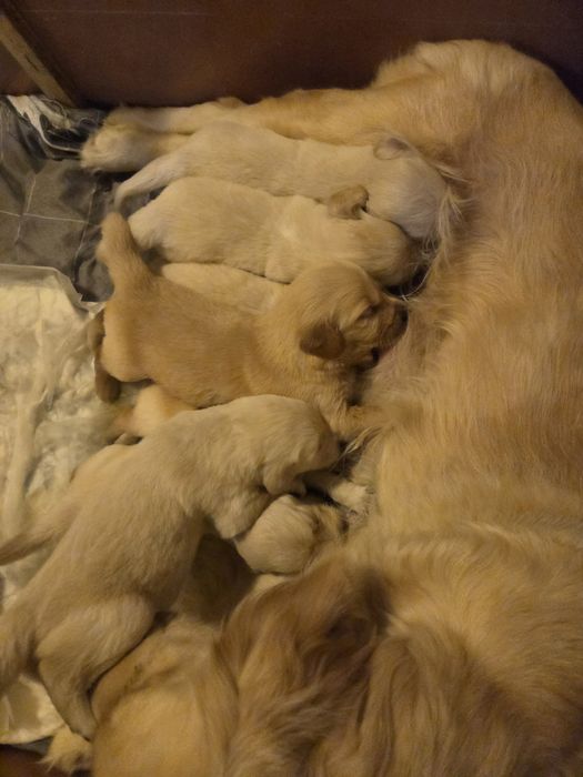 Голдън ретривър бебе