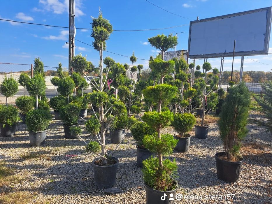 Vând plante ornamentale