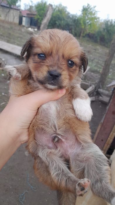 Căutăm căsuță pentru cățelușii talie mică