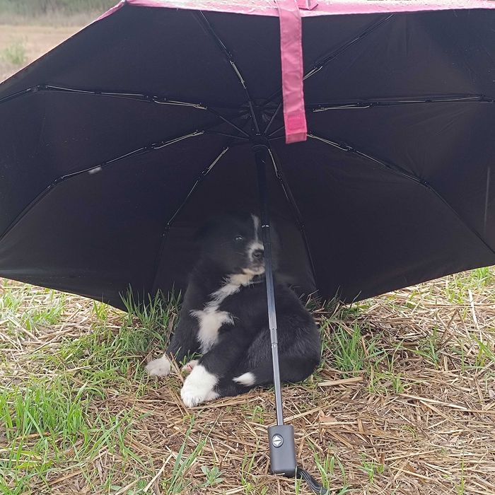 Малки кученца за подаряване