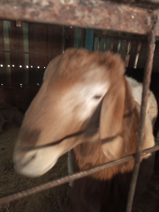 Бараны Арашан Эдилбай