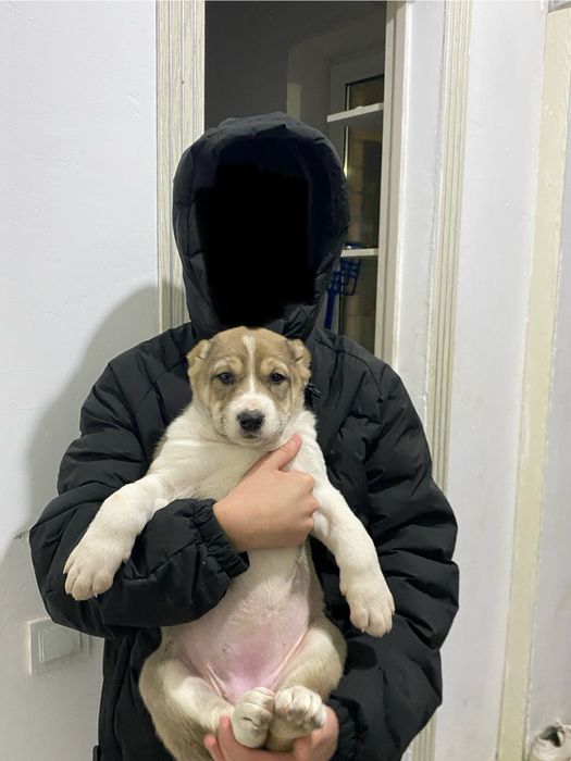 Щенки Алабай девочка ,ұрғашы