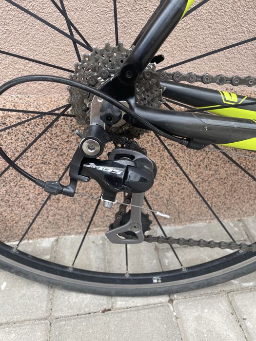 Cursiera bergamont dolce