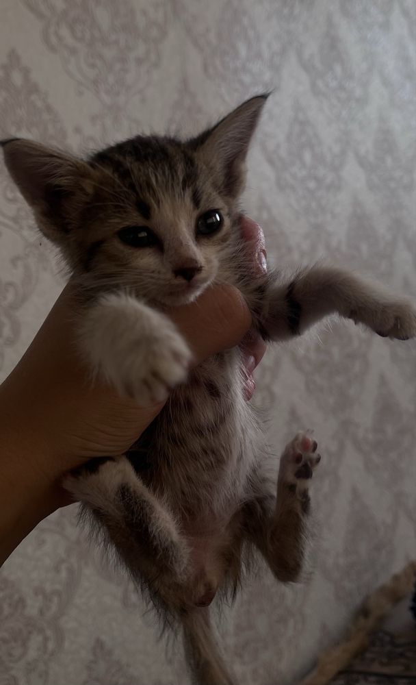 Кошка в добрые руки