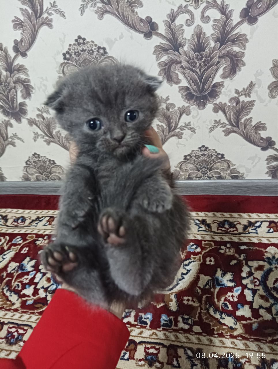 Котята шотландские