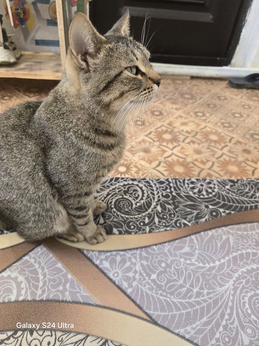 Бесплатно кот отдам