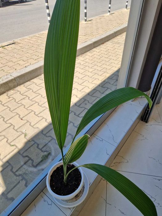 Палмова трева - Молинерия 1м