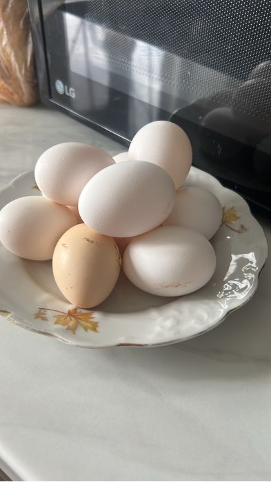Продаем куринное яйцо, Зачаганск, р-н Жазира