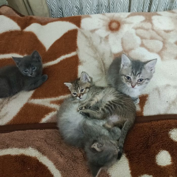 Ищем дом для подкидышей