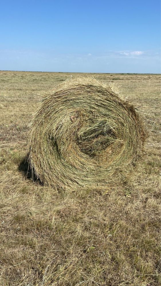 Луговое разнотравье