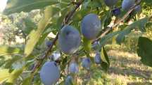 Prune pentru țuică  pălincă sau gem,la schimb pe porumb