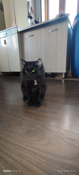 продам Йоркская шоколадная кошку