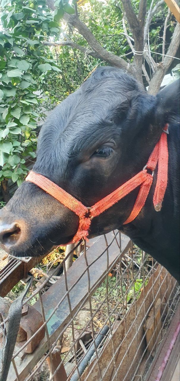 Angus buqacha sotiladi
