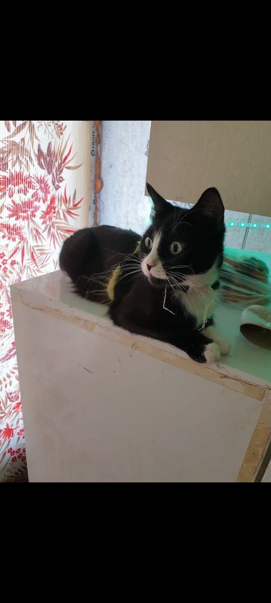подарявам котка безплатна