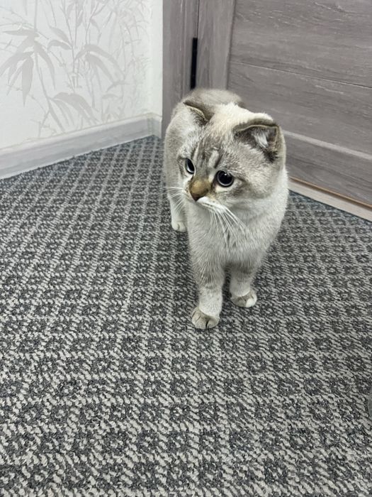 British fold shinshilla vyazkaga