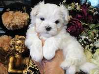 Bichon maltez minitoy