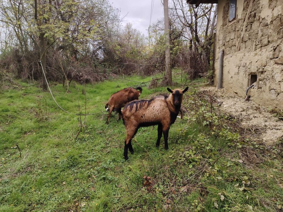 Френски алпин 1,5г