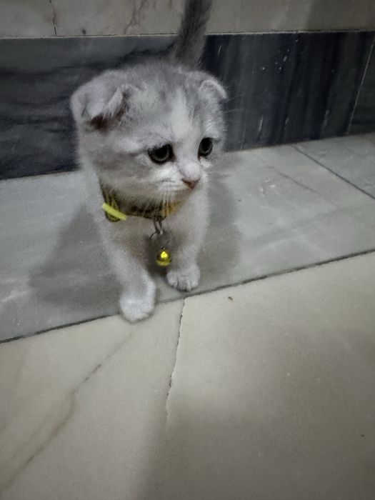 Mushuk fold uynoqi aqili mushun