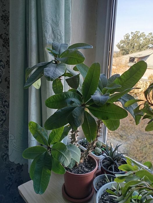 Домашним цветы, красивые, ухоженные.