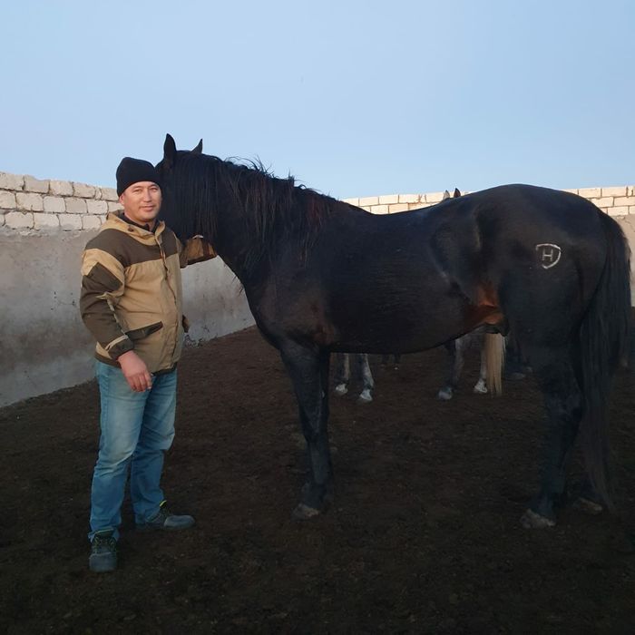 Кушум айғыр сатылады