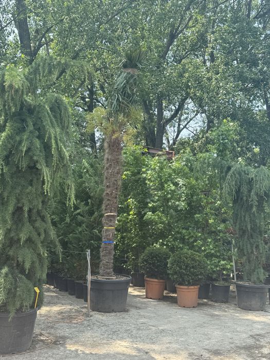 Amenjam spatii verzi pentru gradina ta