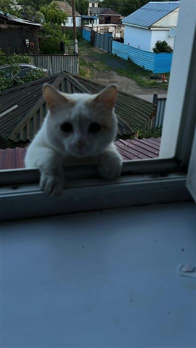 Отдам кота в хорошие руки