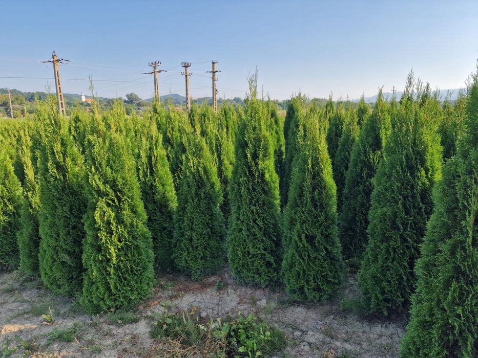 Tuia smaragd ( thuja ) calitate extra