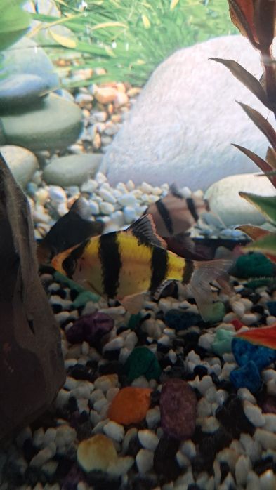 Баликлар ва аквариум,иситгич,филтр ичидаги декоративни нарсалари билан