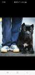 Dresaj canin toate rasele