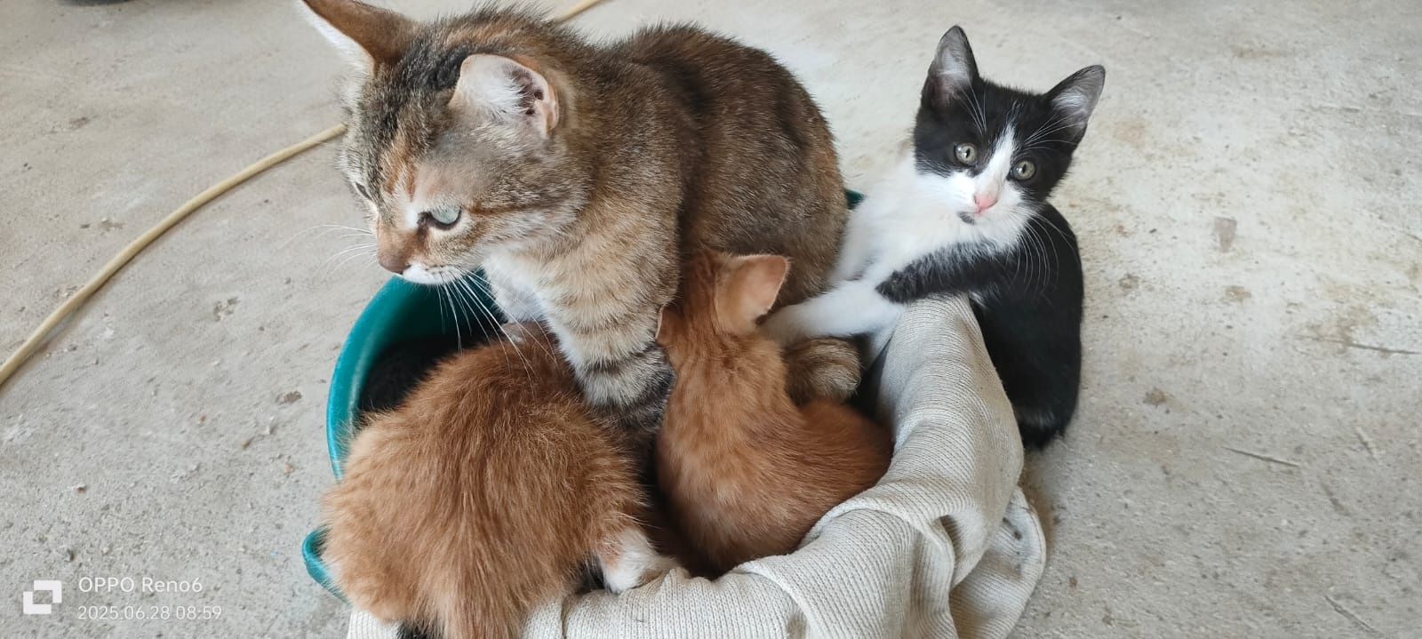 Котята 4 месяцев