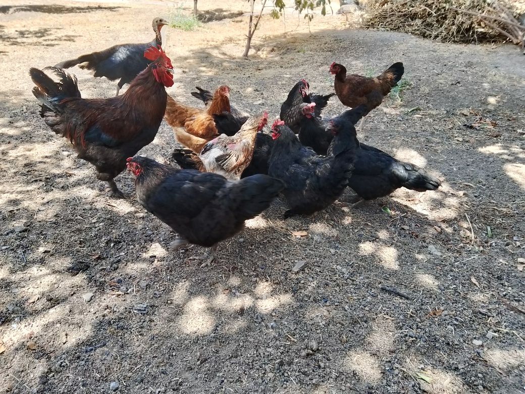 Tovuqlar sotiladi 2+10 soğlom tovuqlar