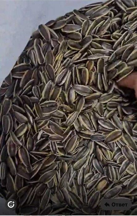 Продам кондитерский подсолнечник