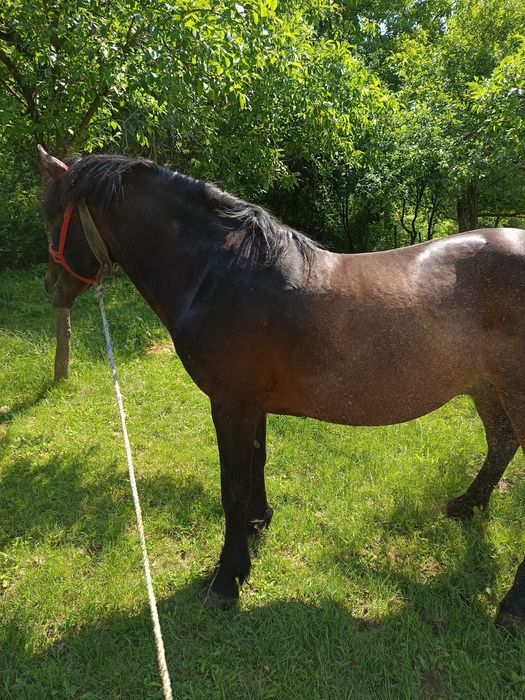 Vand cal cuminte 10 ani