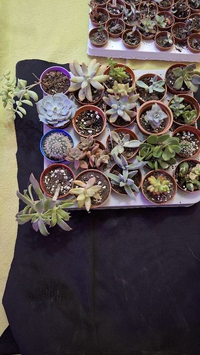 Plante suculente ieftine