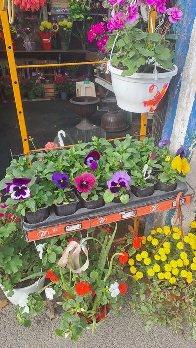 Panselute,crizanteme,varza decorativa