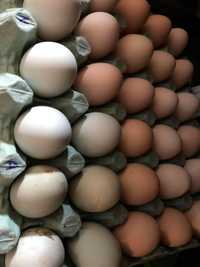 Oua de vanzare brahma pentru incubator