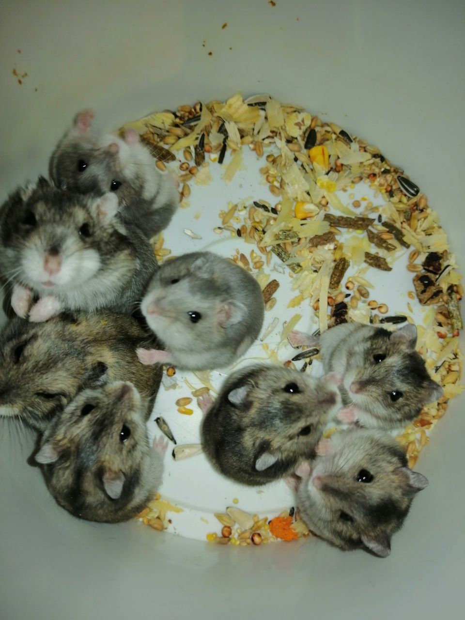 Hamsteri pitici siberieni