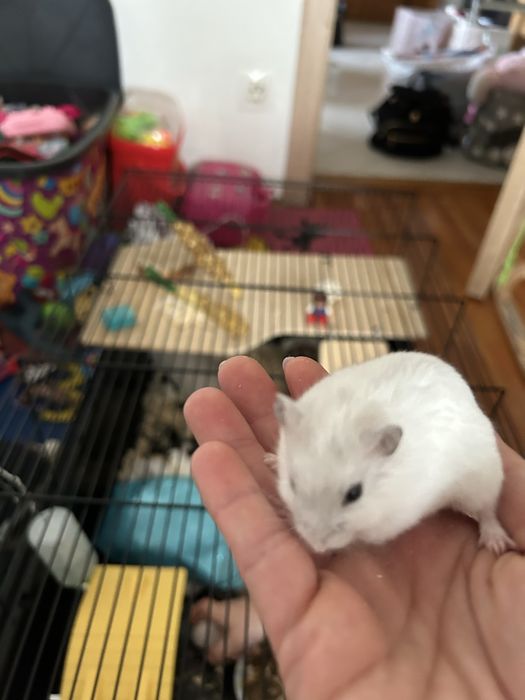 Hamster siberian donez