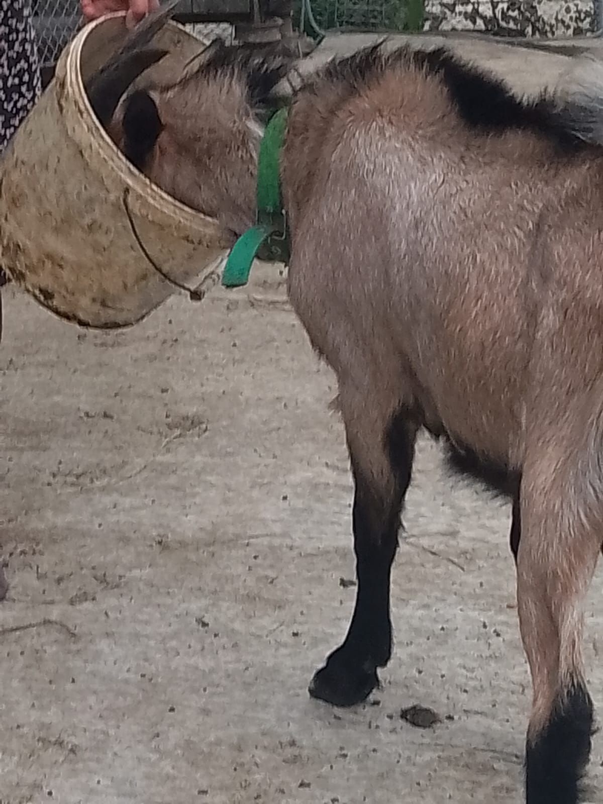 Vând țap Alpin-Francez de monta!