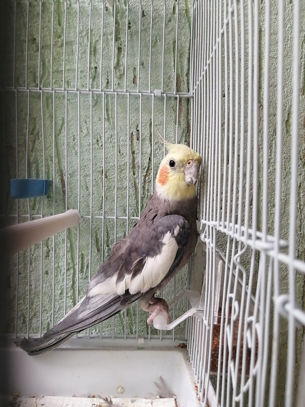 Попугай корелла самец 6-7 месяцев