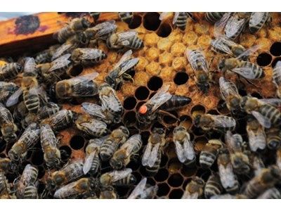 Пчелни майки и отводки рег.5567-0278