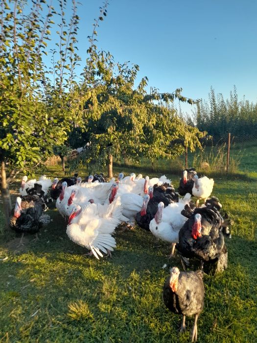 Curcani de vânzare