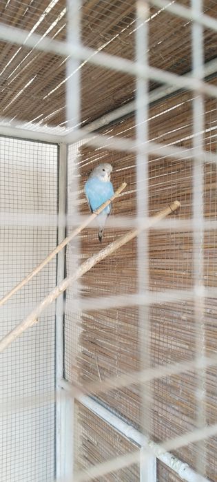 волнистые попугаи
