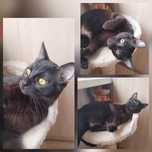 Отдам котиков в добрые руки