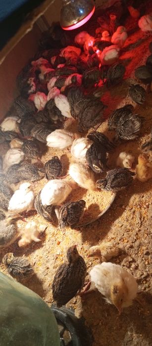 Бедана жўжалари сотилади