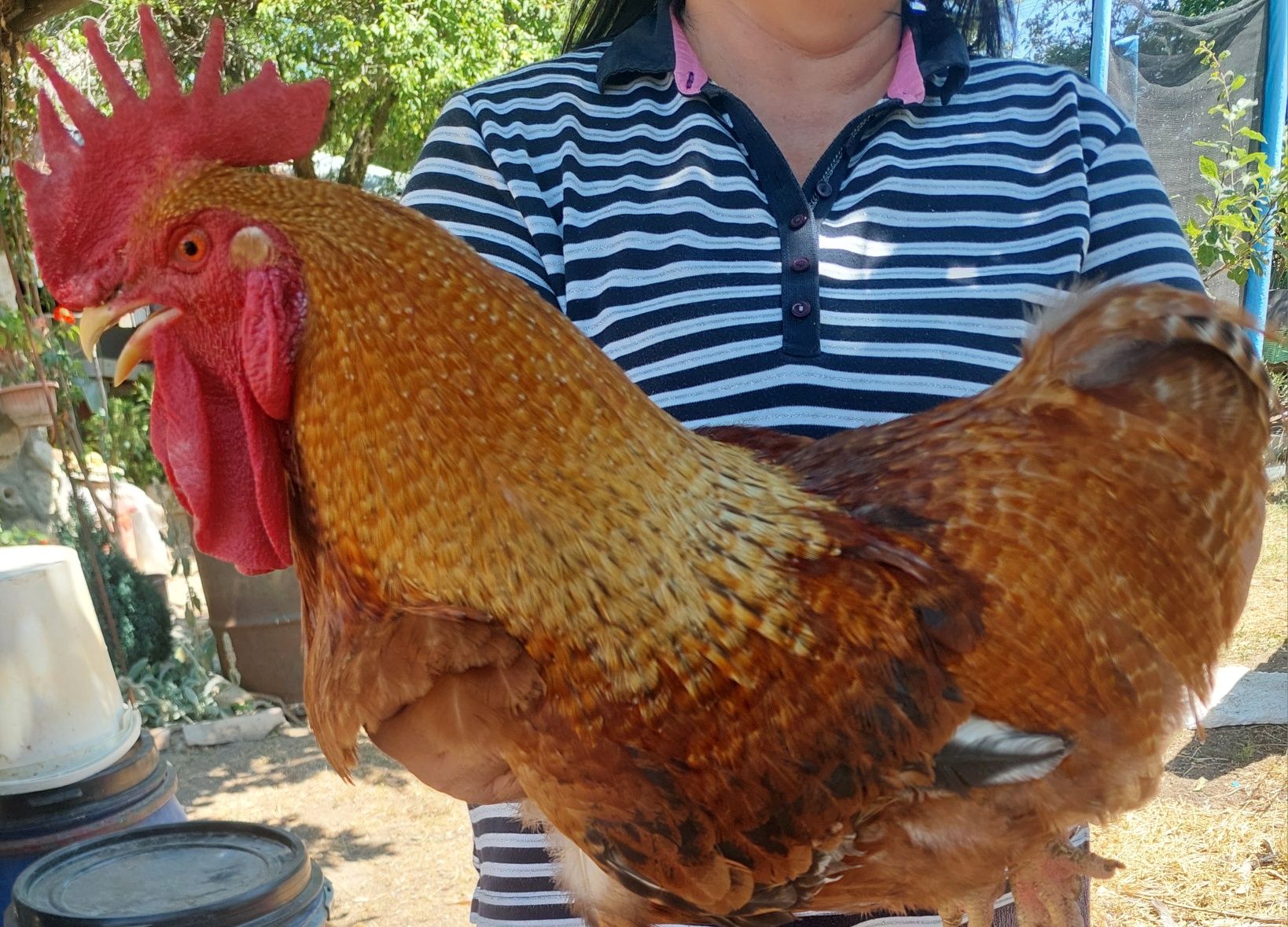Продавам Ярки и Петли