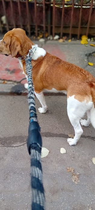 Dau spre adoptie cățel 1 an