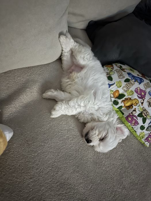 Bichon talie mica (toy)