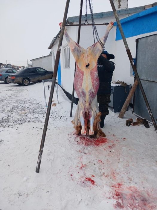 Триноги для крс для забоя